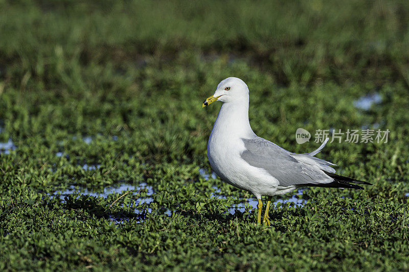 环嘴鸥(Larus delawarensis)是一种中型鸥。马勒尔国家野生动物保护区，俄勒冈州。鸻形目。鸥科。